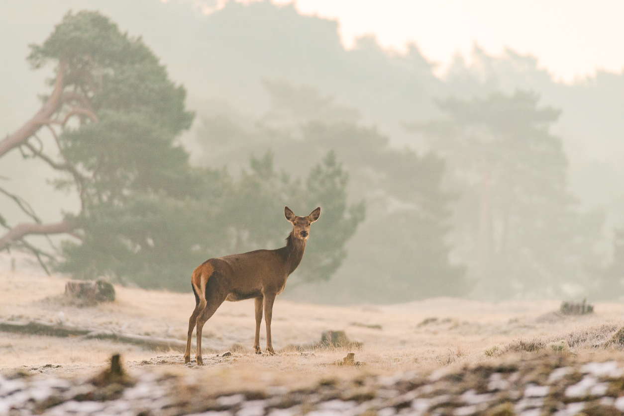 Wild spotten op de Veluwe