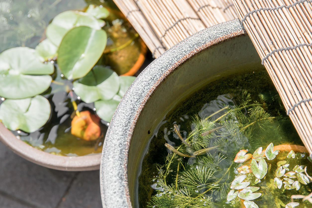 Creeer je eigen prachtige minivijver in je tuin