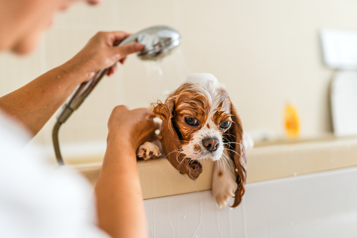 8 tips voor als je hond niet gewassen wil worden
