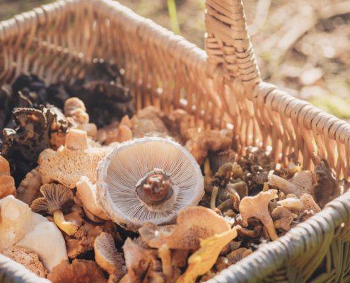 Mag je paddenstoelen zomaar plukken?