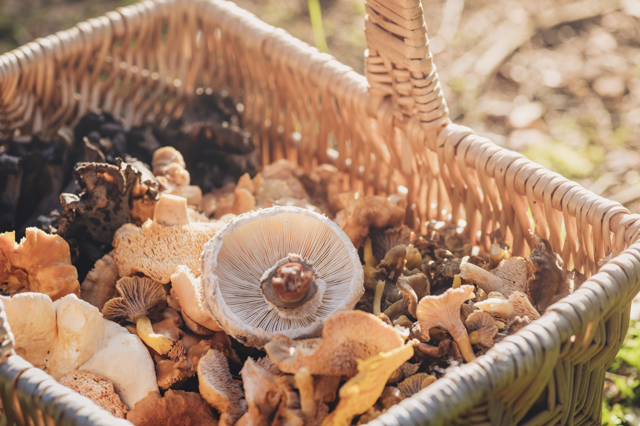 Mag je paddenstoelen zomaar plukken?