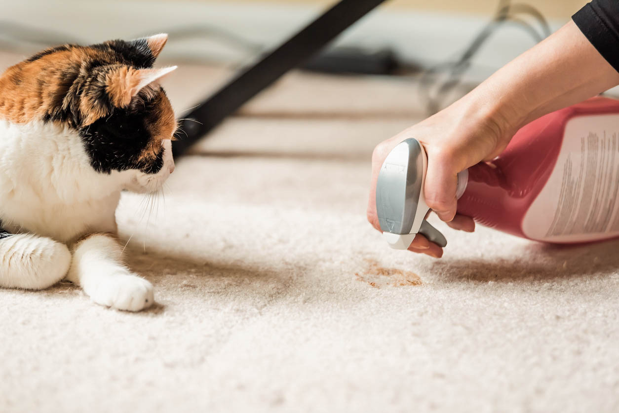 Hoe krijg je de geur van kattenpis weg?