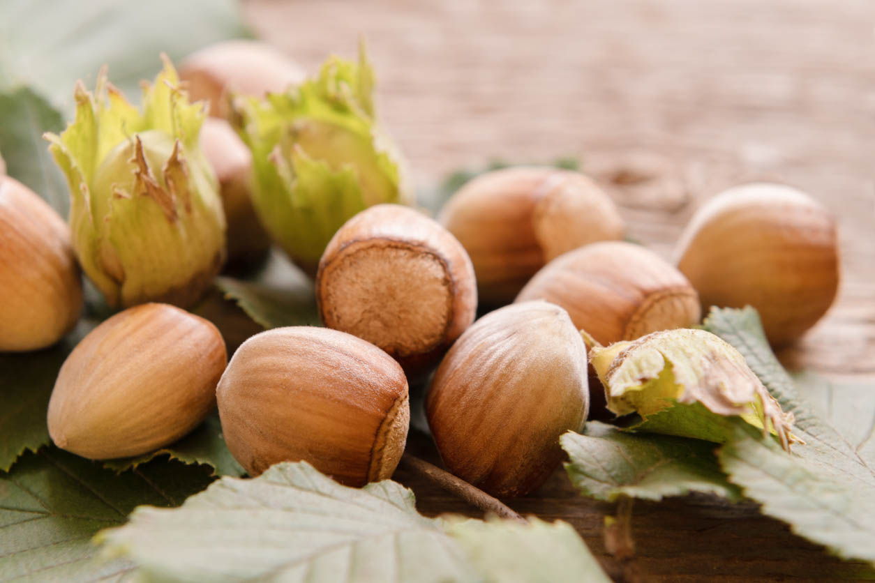 Kun je hazelnoten zo van de boom eten?